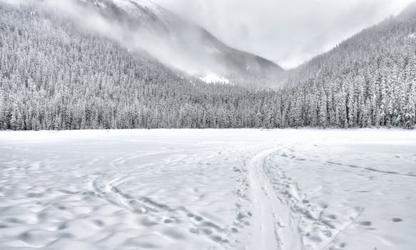 Snow-laden trees and serene snowy landscape at Mount Currie, BC, viewed in winter.