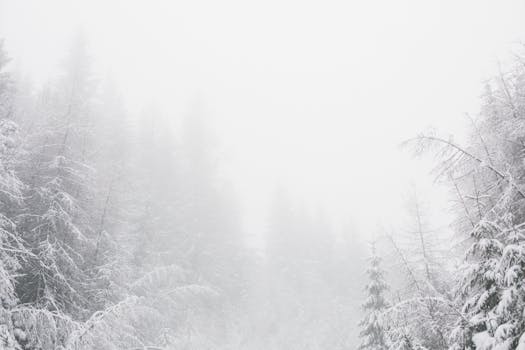 A tranquil winter forest covered in snow and enveloped by fog, creating a serene atmosphere.